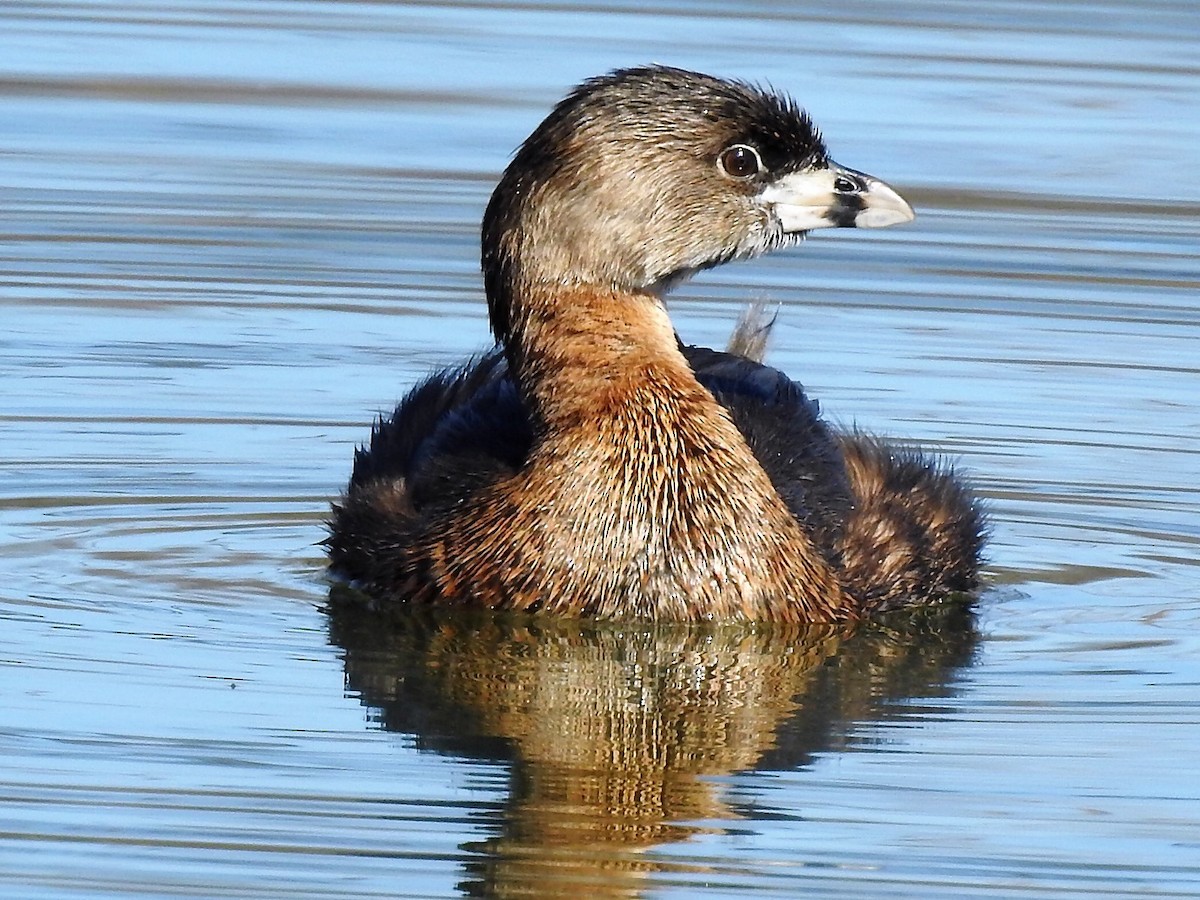 Pied-billed Grebe - ML540545281