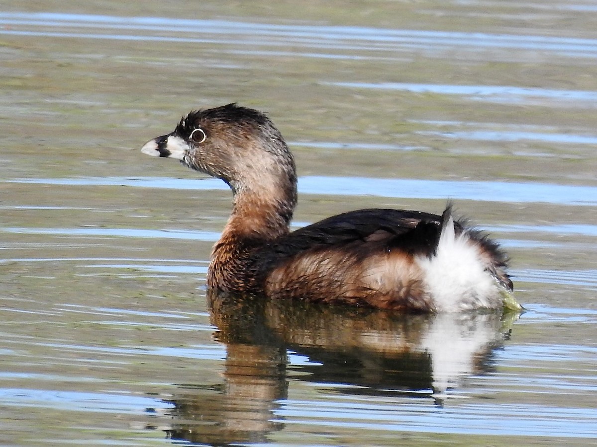 Pied-billed Grebe - ML540545341