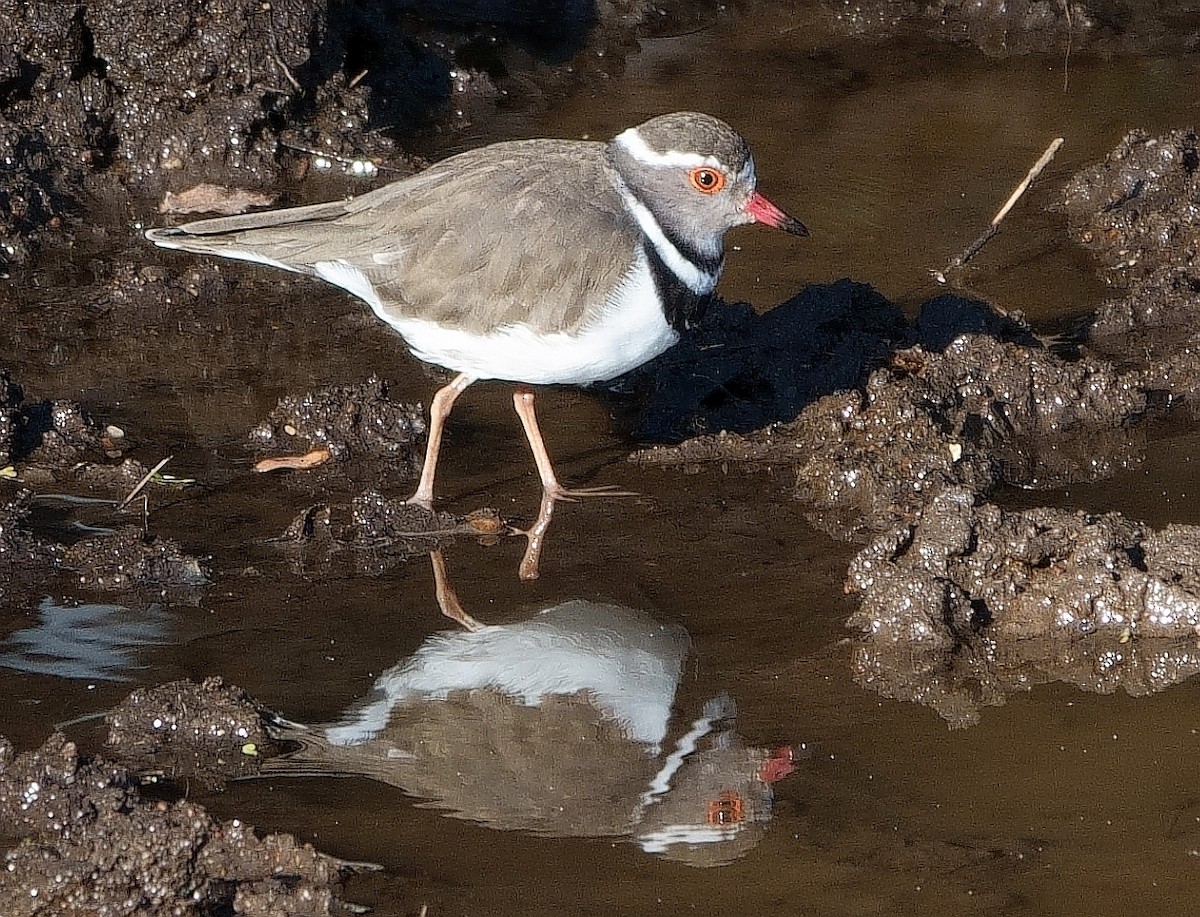 Three-banded Plover - Ilya Maclean