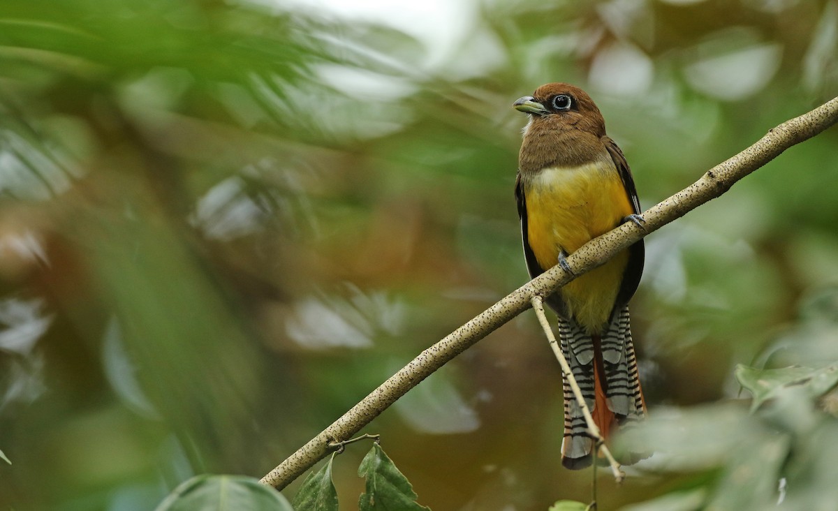 Northern Black-throated Trogon - Luke Seitz