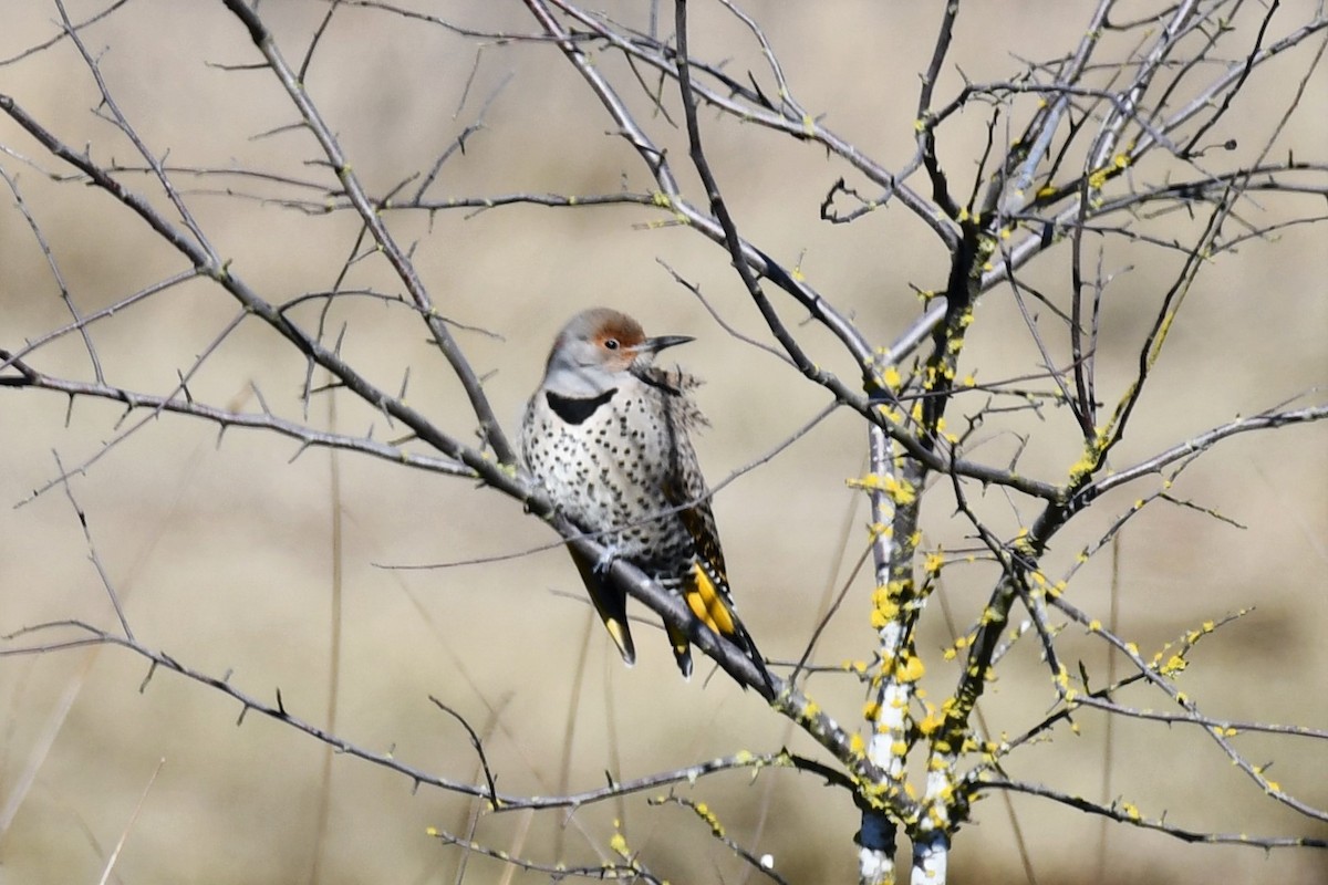 Northern Flicker (Yellow-shafted x Red-shafted) - ML540546991
