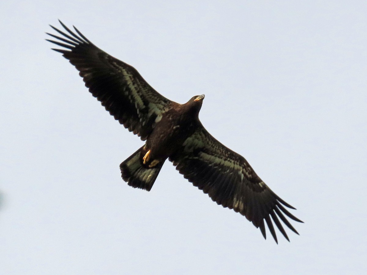 Bald Eagle - ML540547911