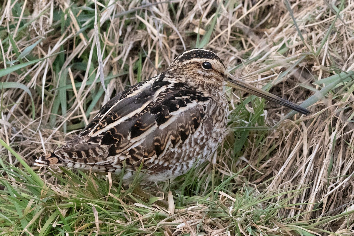 Common Snipe - ML540548131