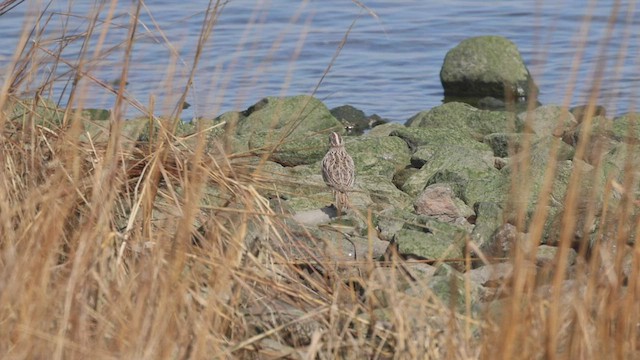 Western Meadowlark - ML540548641