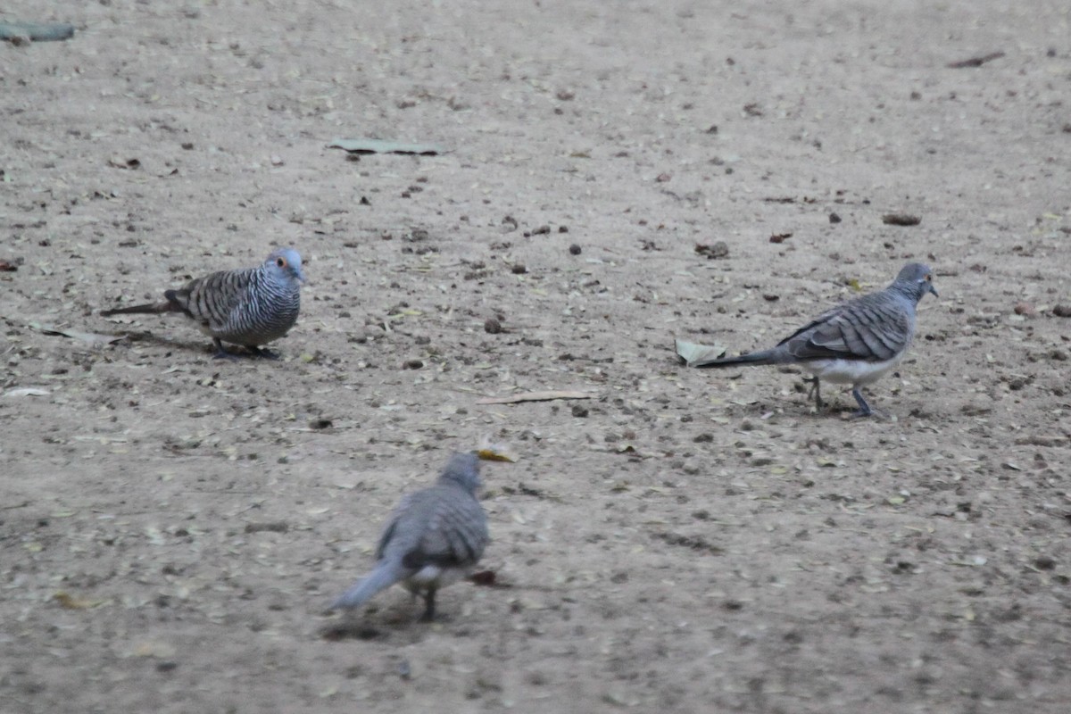 Barred Dove - ML540549021