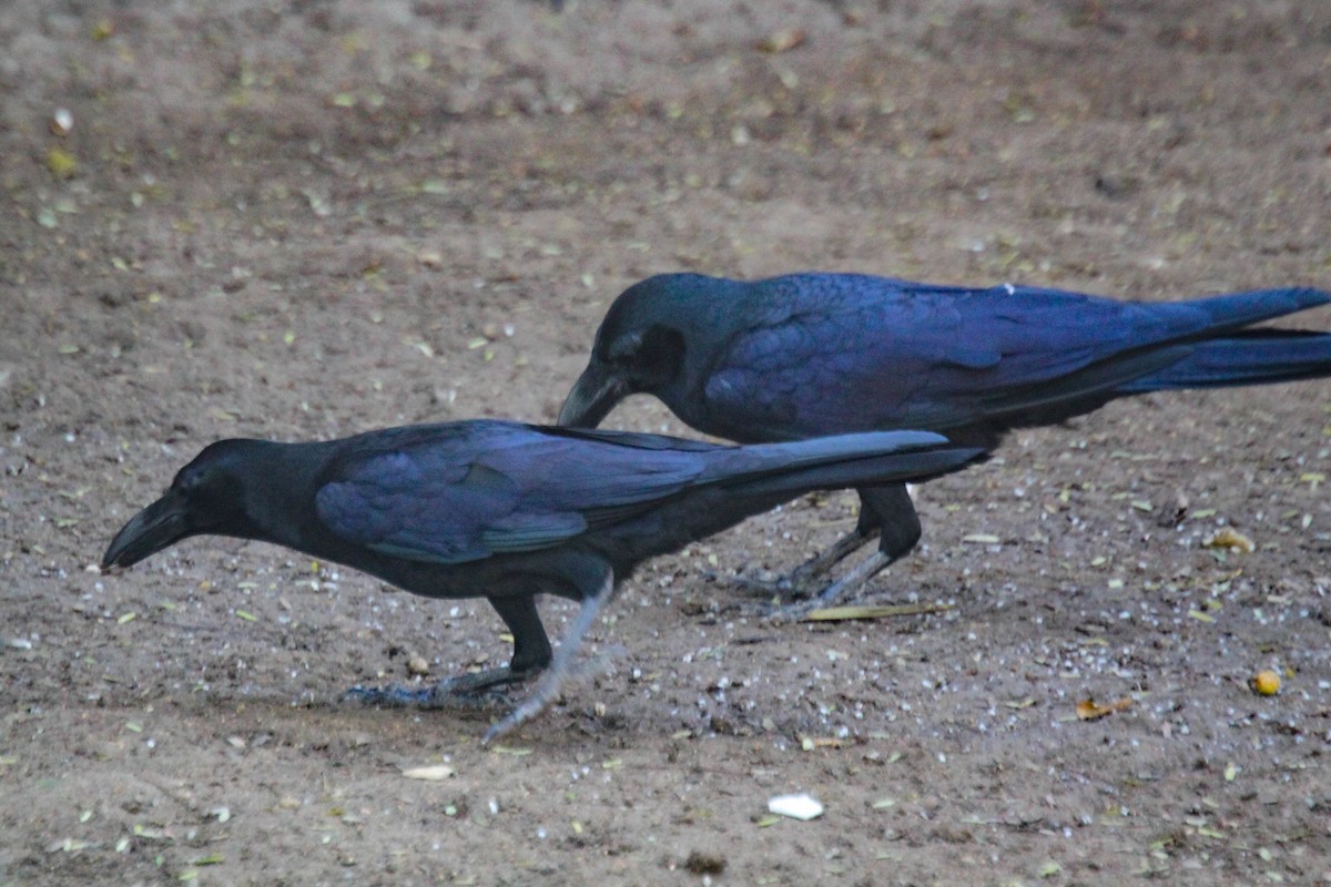 Large-billed Crow - ML540549131