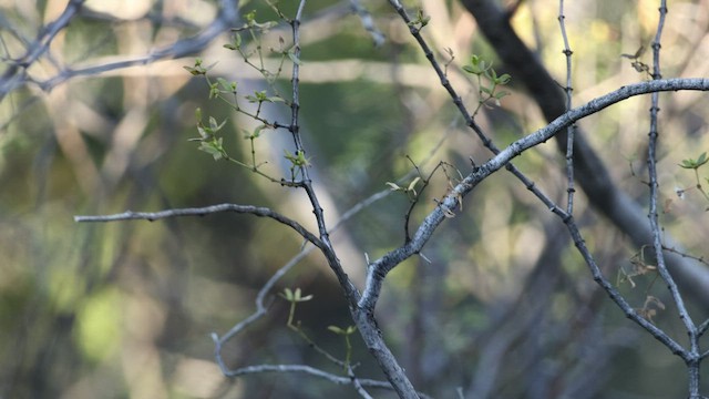 Black-throated Sparrow - ML540550811