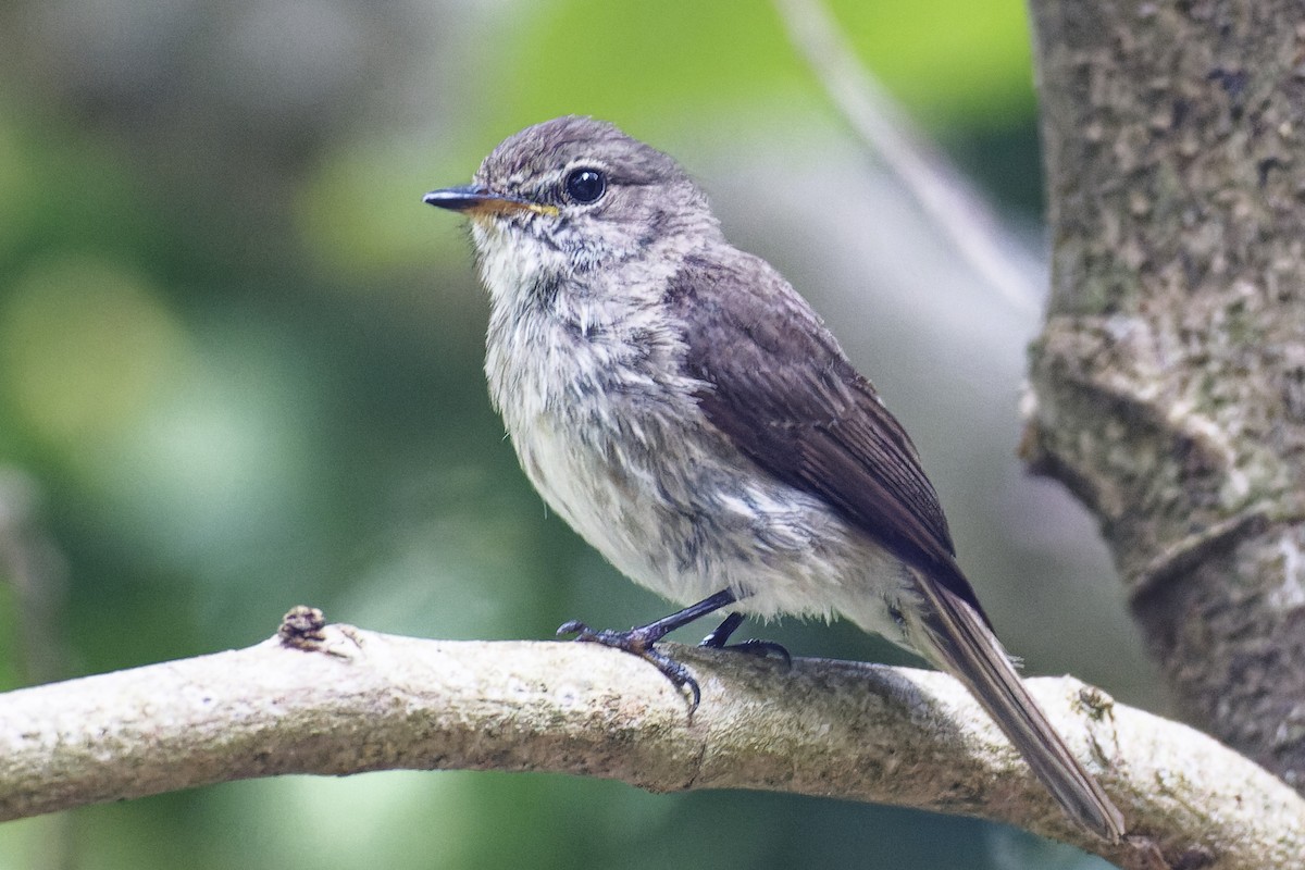 African Dusky Flycatcher - ML540551161