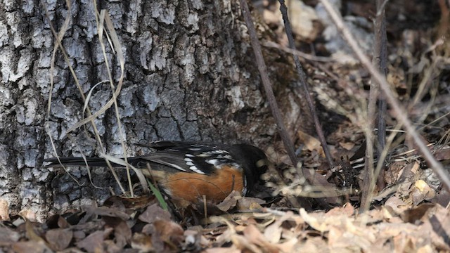 ホシワキアカトウヒチョウ - ML540551261