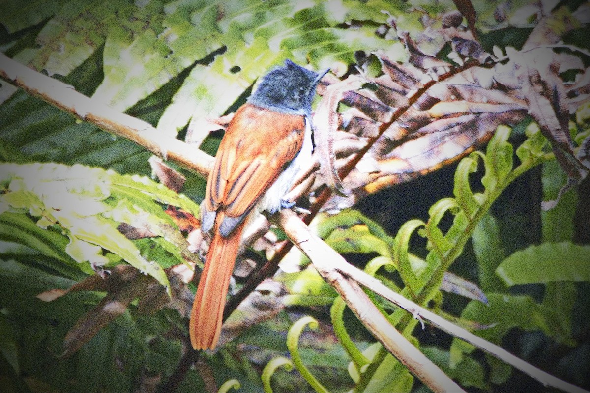 African Paradise-Flycatcher - ML540551491