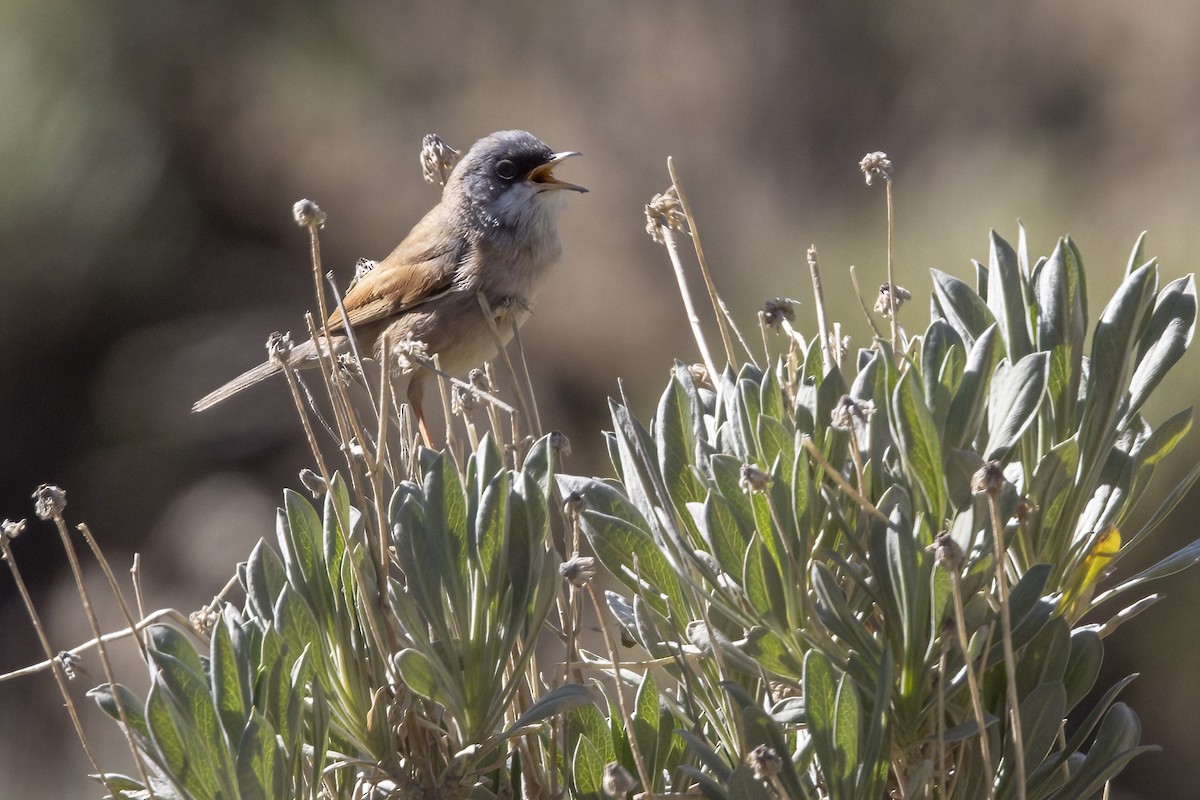 Spectacled Warbler - ML540551611