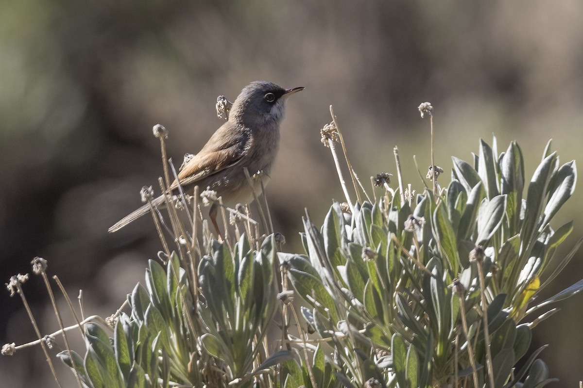 Spectacled Warbler - ML540551621