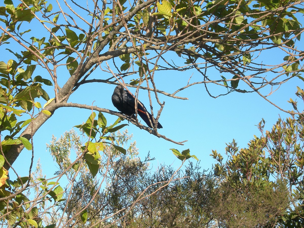 Red-winged Starling - ML540551761