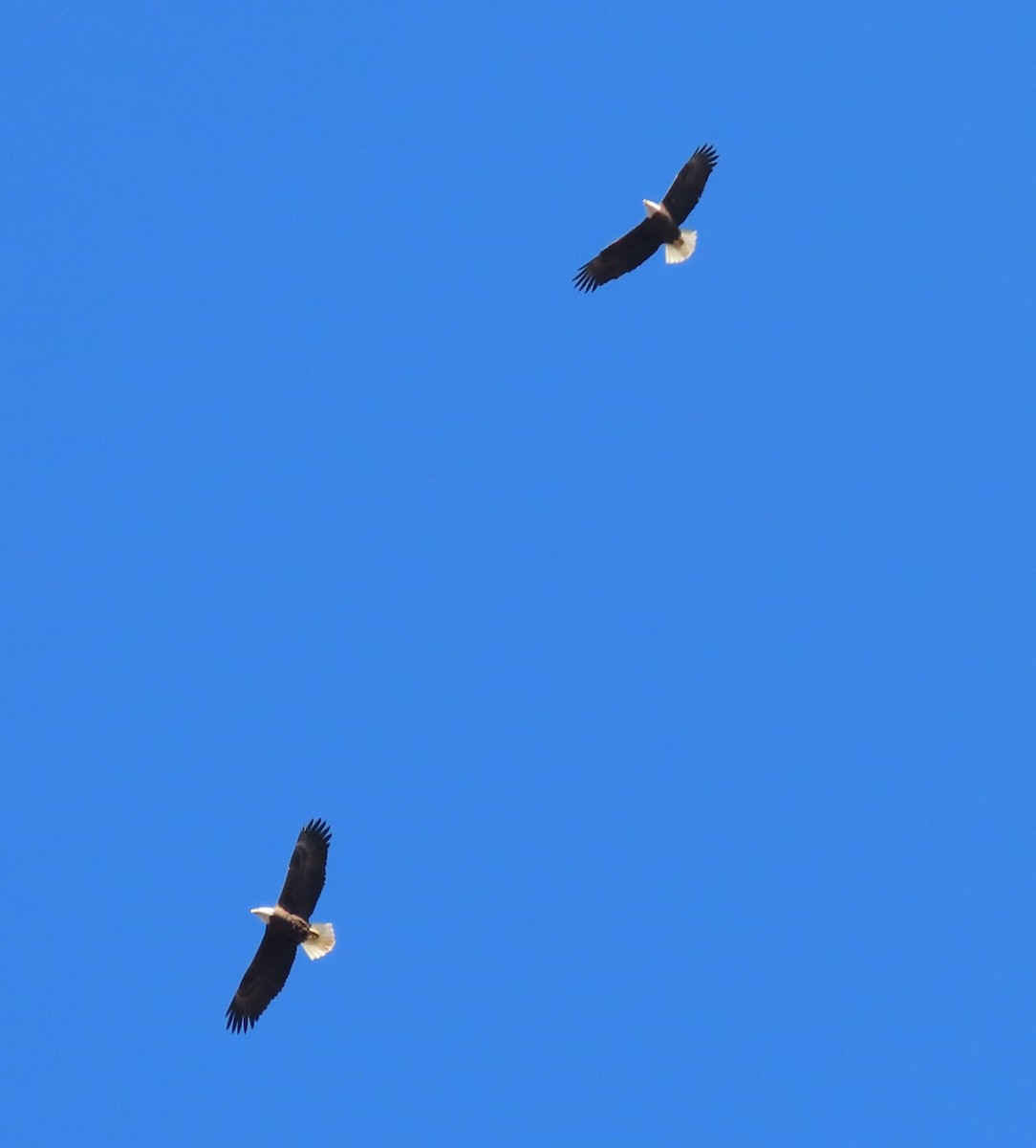 Bald Eagle - ML540552911