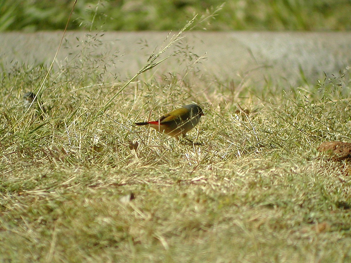 Swee Waxbill - ML540553001