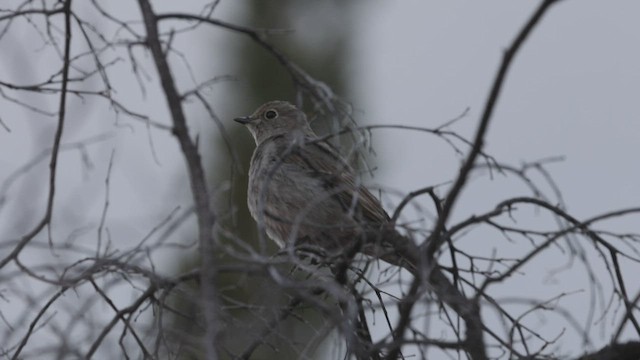 Townsend's Solitaire - ML540553141