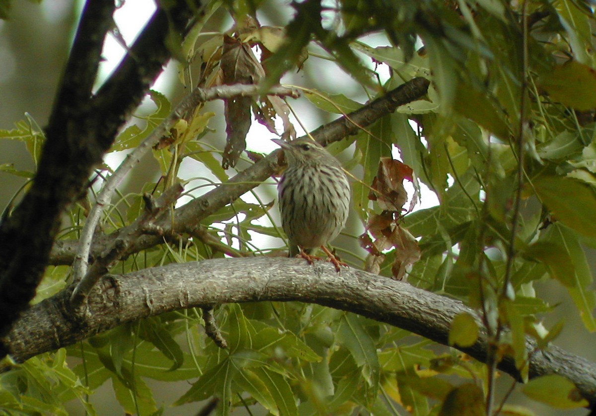 Striped Pipit - ML540553291