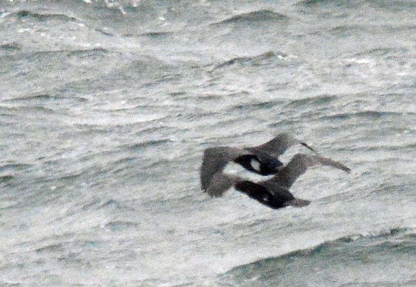 Great Cormorant (North Atlantic) - ML540554461
