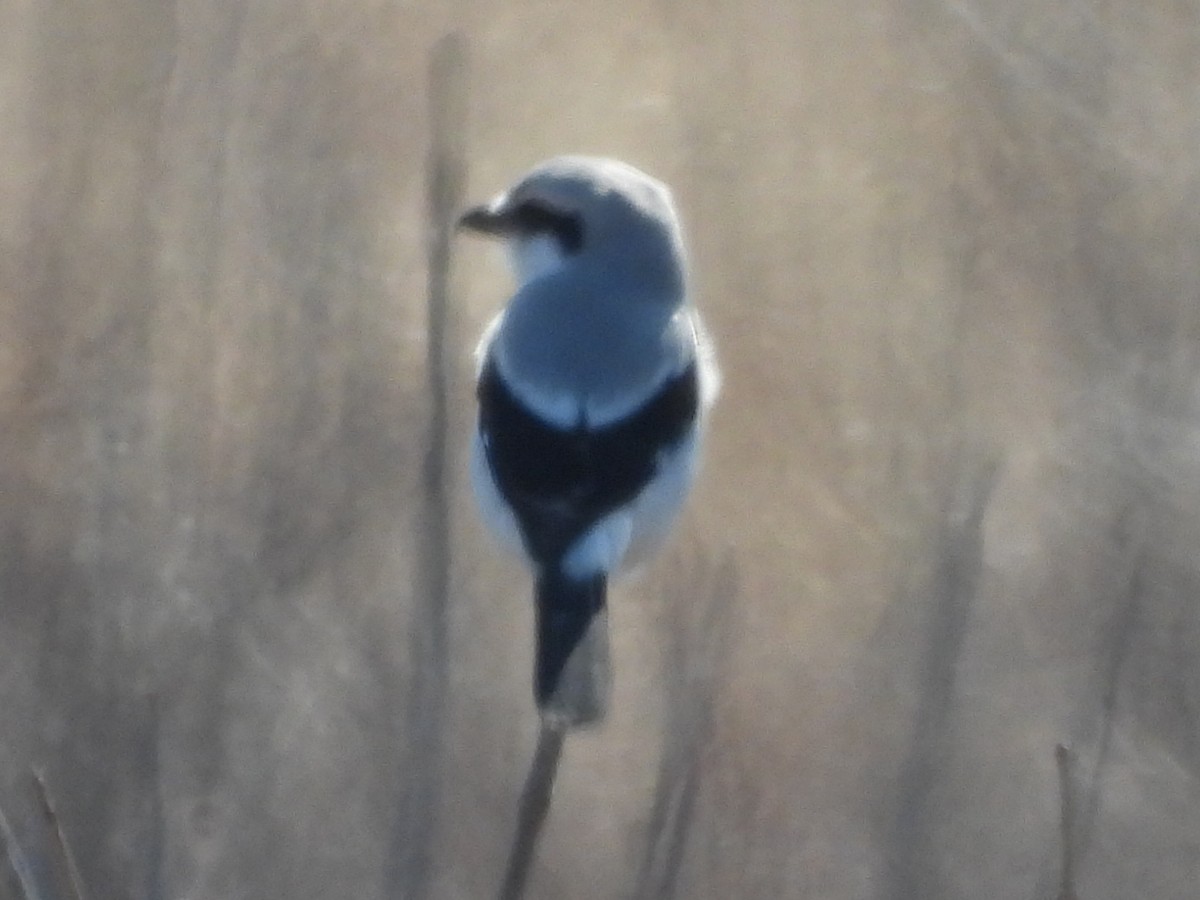 Northern Shrike - ML540554611
