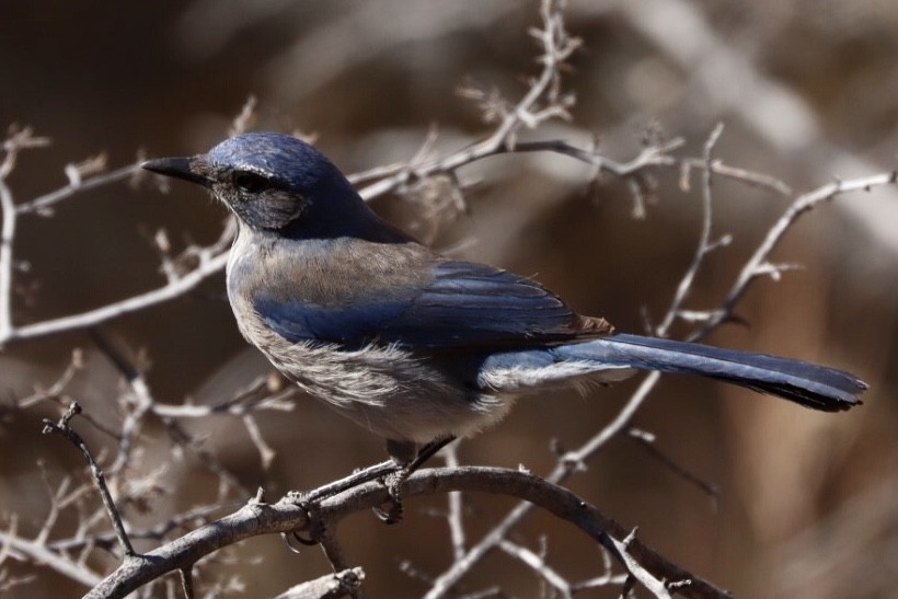 Woodhouse's Scrub-Jay - Ron Bussian