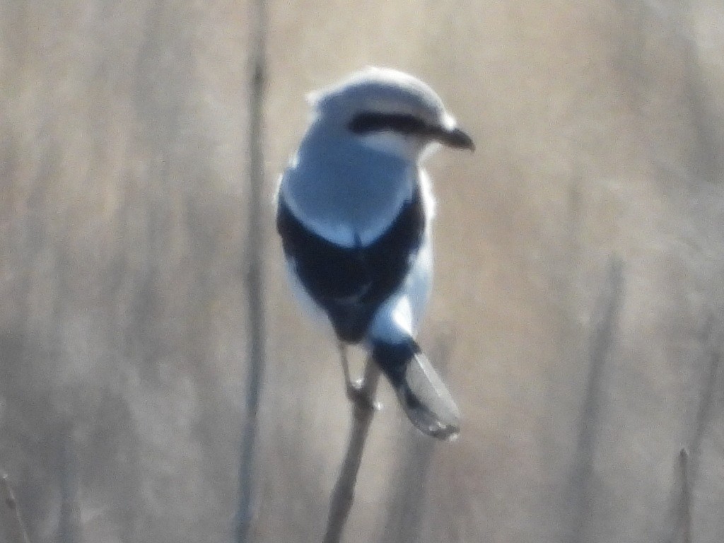 Northern Shrike - ML540554671