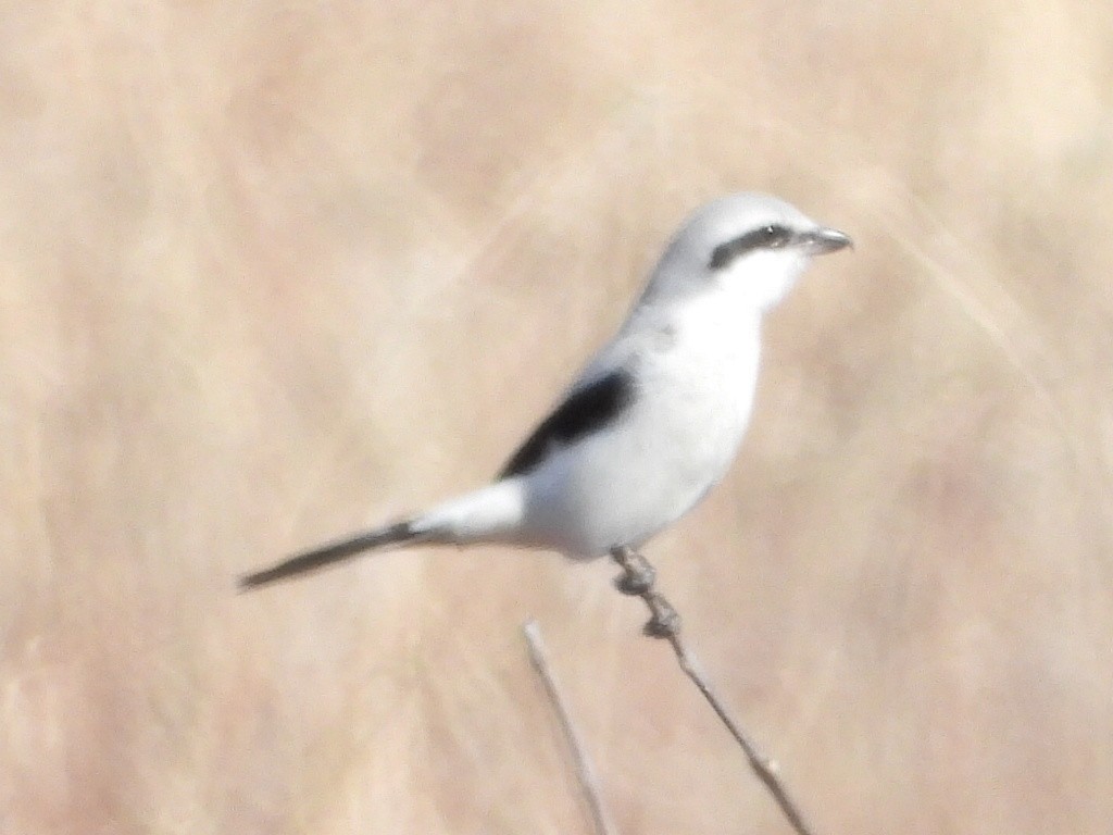 Northern Shrike - ML540554711