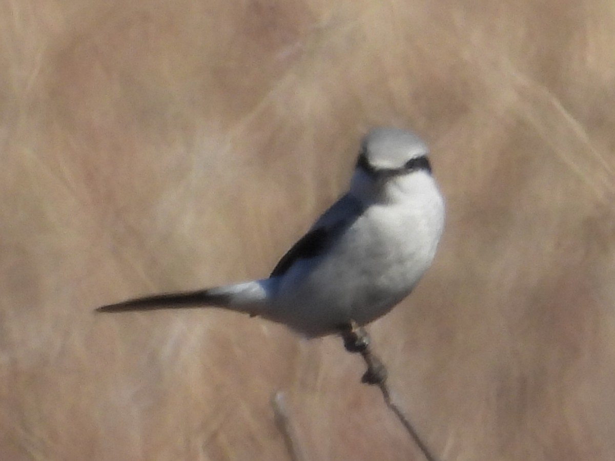 Northern Shrike - ML540554781