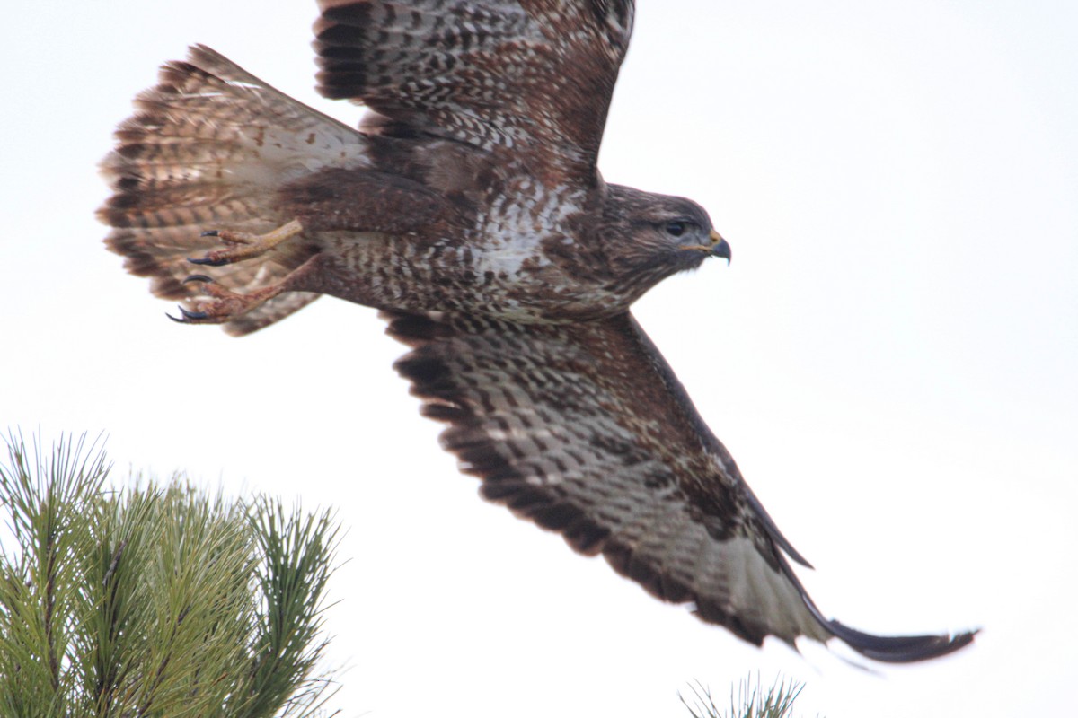 Common Buzzard - ML540555001