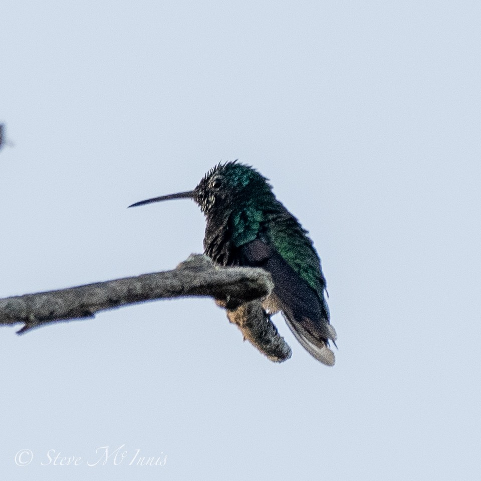 Shining-green Hummingbird - ML540555101