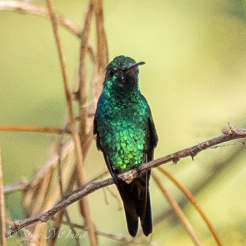 Shining-green Hummingbird - ML540558141