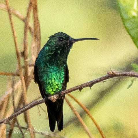 Shining-green Hummingbird - ML540558151