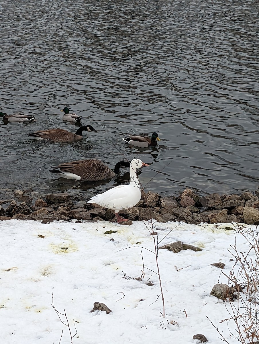 Snow Goose - ML540558351