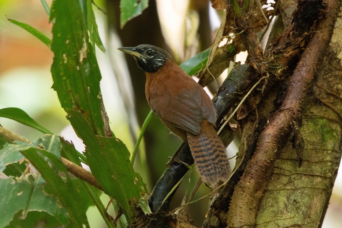 Sooty-headed Wren - Carlos  Bran-Castrillón