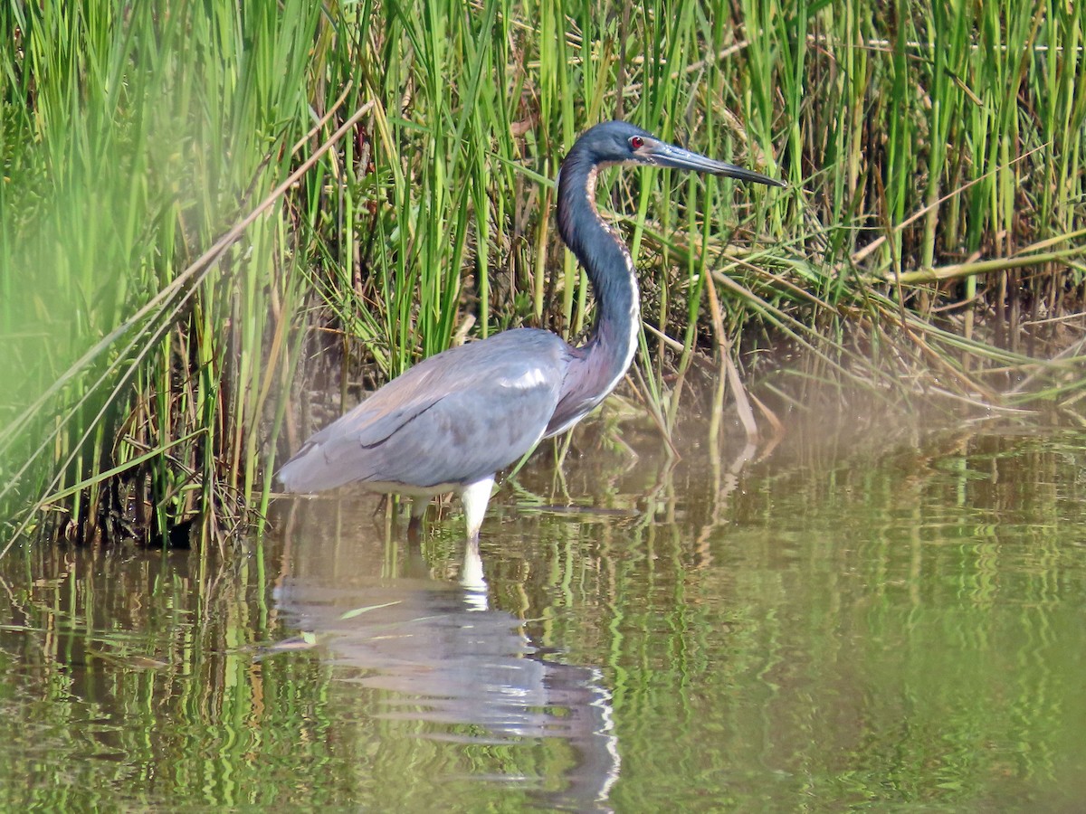 Tricolored Heron - ML540558551