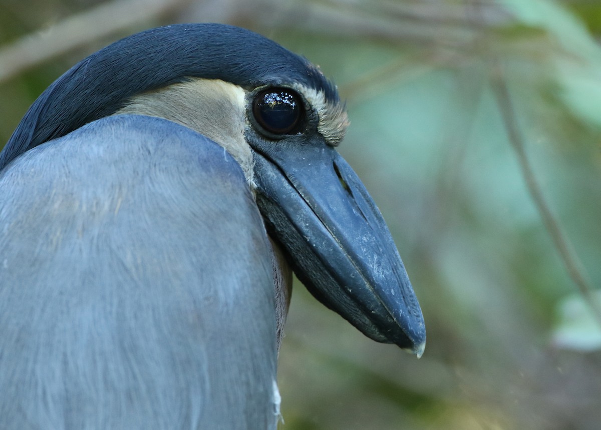 Boat-billed Heron - ML54055861