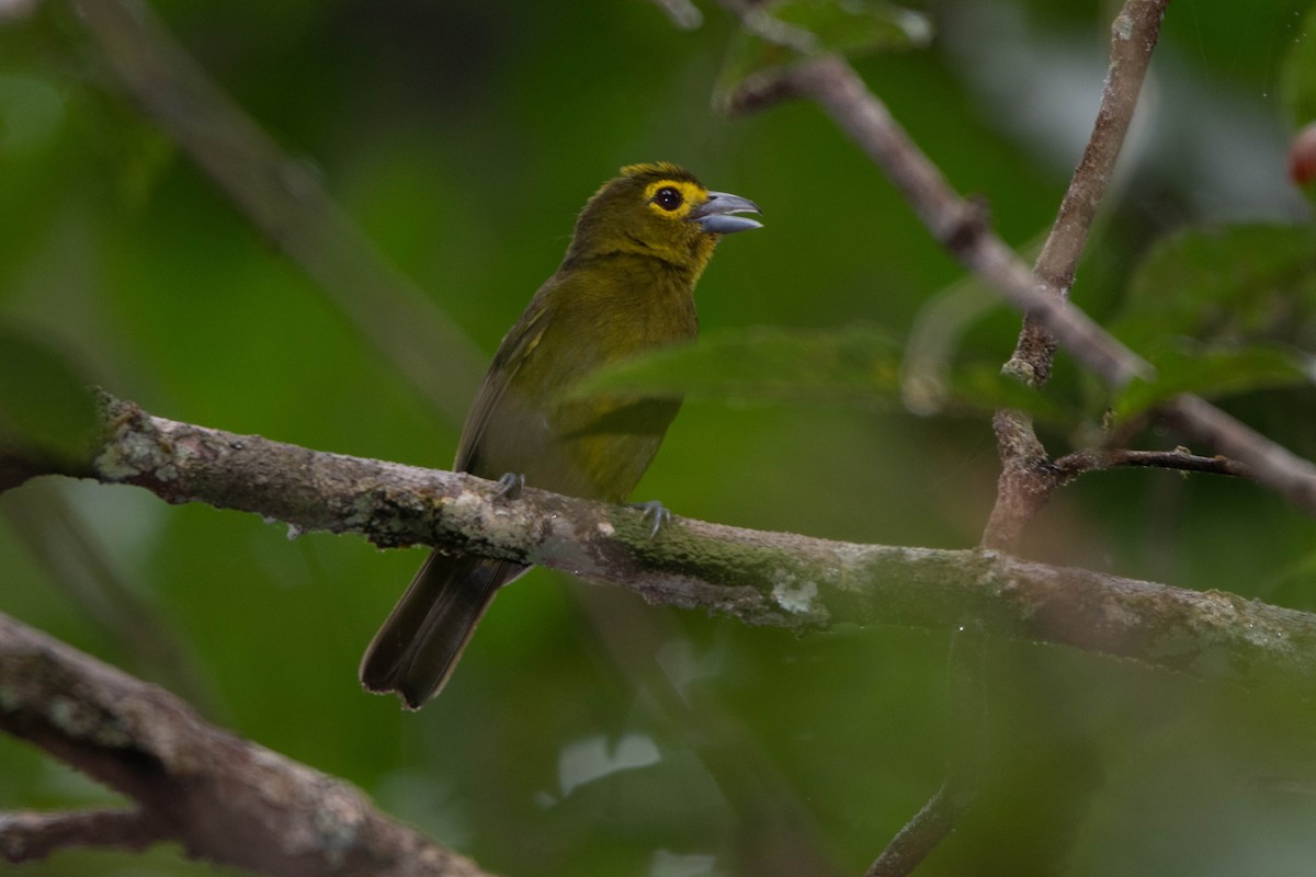 Lemon-spectacled Tanager - Carlos  Bran-Castrillón