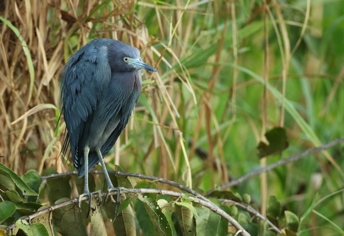 Little Blue Heron - ML54055871