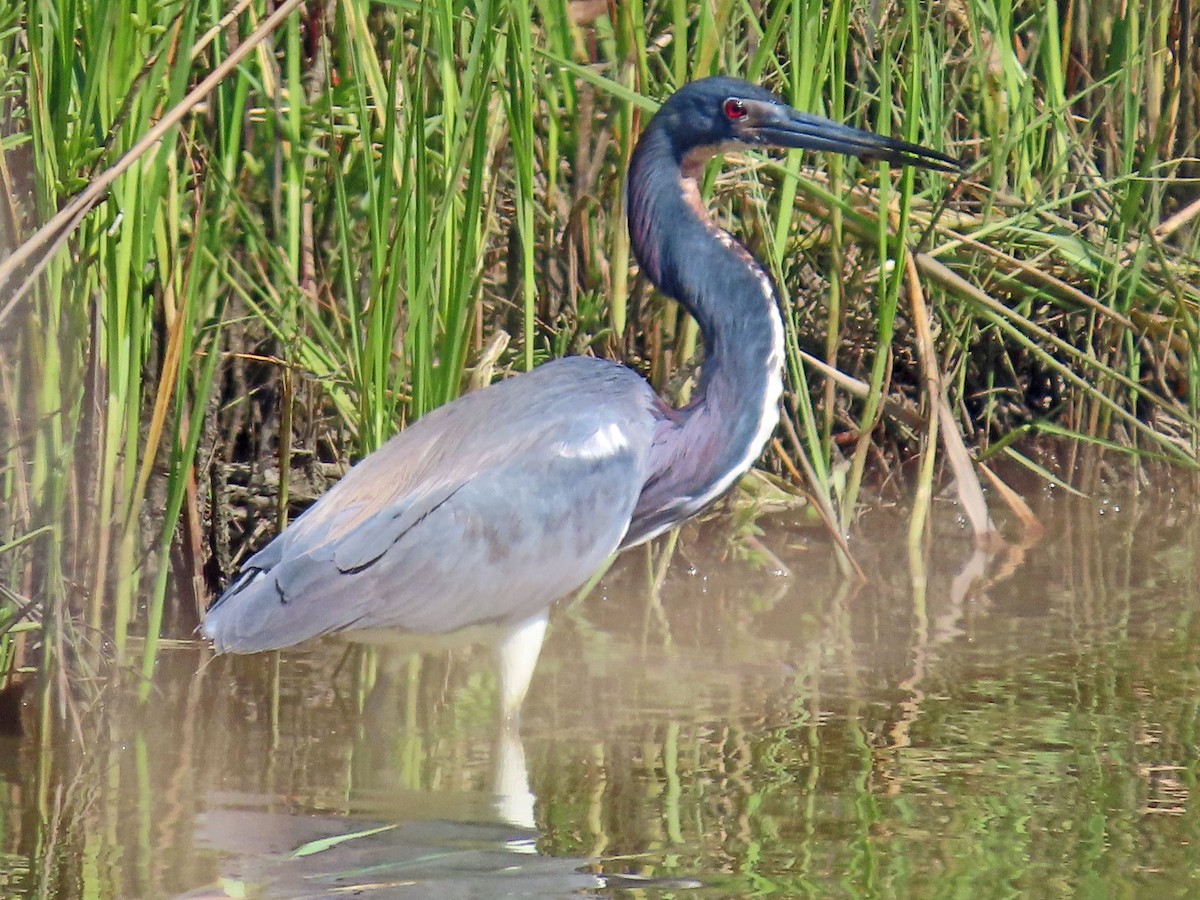 Tricolored Heron - ML540559031