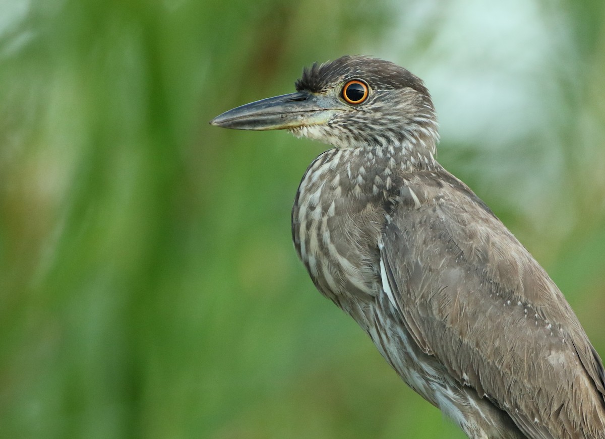 Yellow-crowned Night Heron - ML54055931