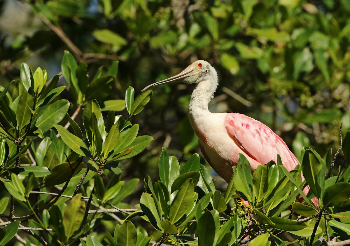 Roseate Spoonbill - ML54055941