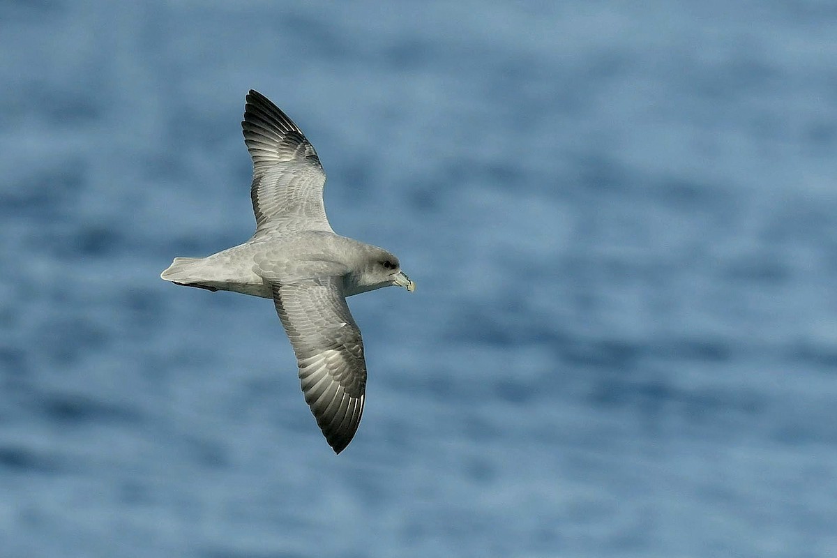 Northern Fulmar (Atlantic) - ML540559561