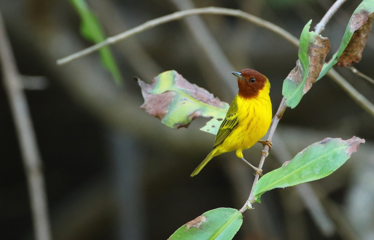 gulparula (erithachorides gr.) (mangroveparula) - ML54055961