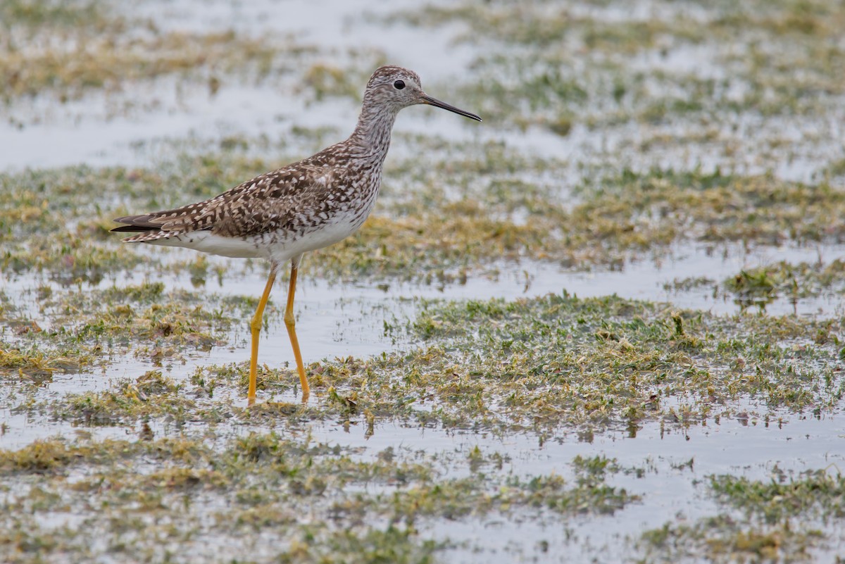 Lesser Yellowlegs - ML540559661