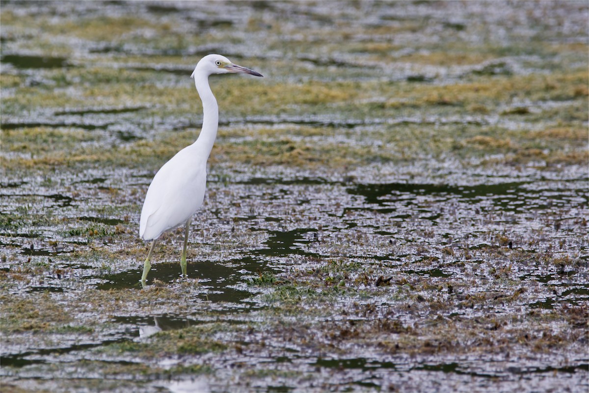 Little Blue Heron - Rowan Keunen