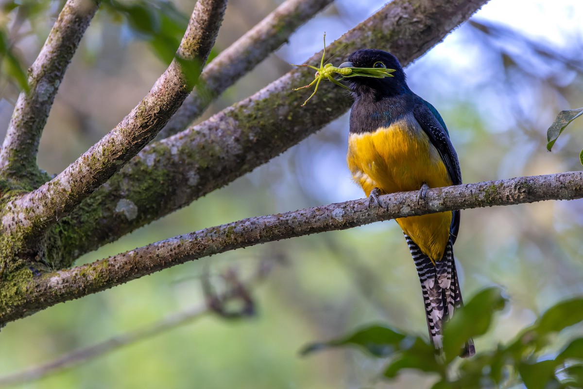 trogon podvazkový - ML540561441
