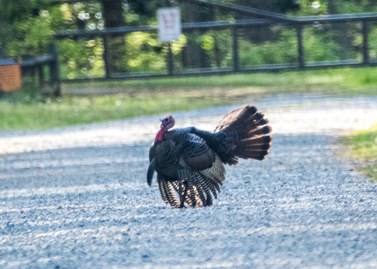 Wild Turkey - Charlie Bruggemann