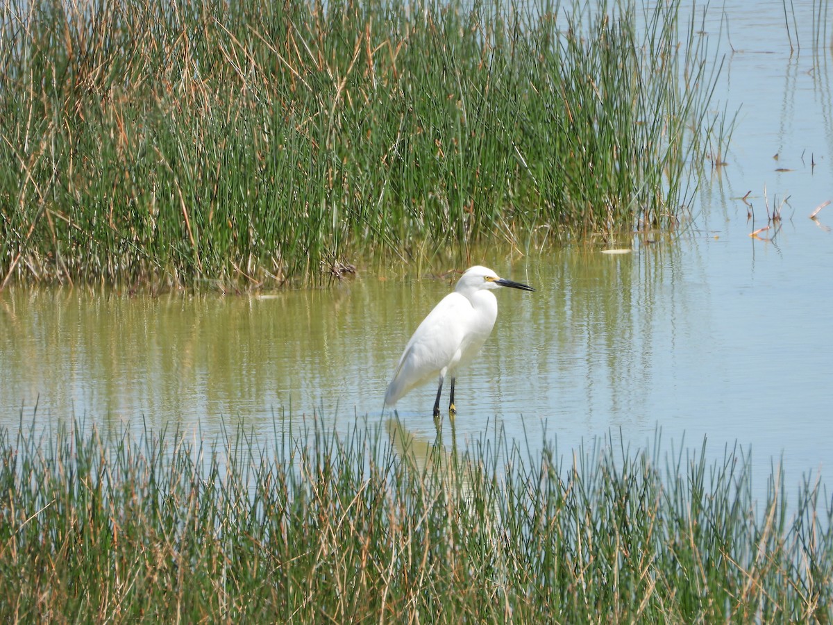 Snowy Egret - ML540562311