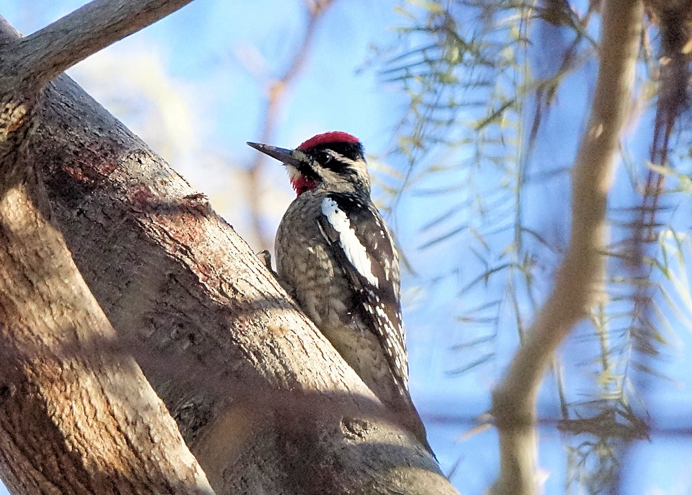 Red-naped Sapsucker - Henry Detwiler