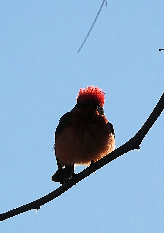 Vermilion Flycatcher - Henry Detwiler