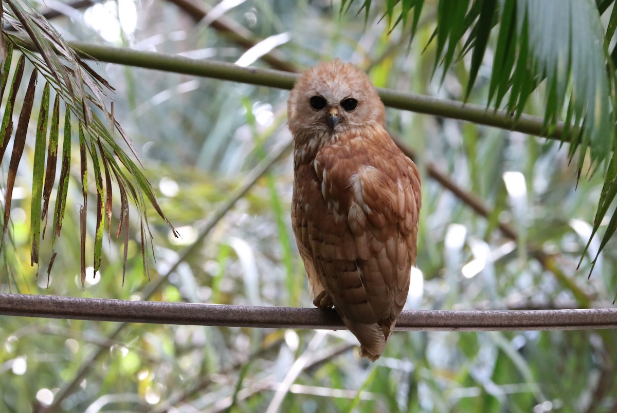 Rufous Fishing-Owl - Marc Languy